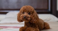 dogo